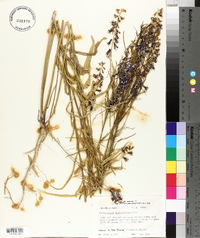 Streptanthus hyacinthoides image