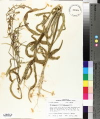 Streptanthus hyacinthoides image