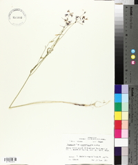 Streptanthus hyacinthoides image