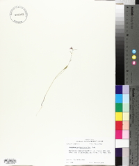 Streptanthus hyacinthoides image