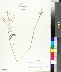 Streptanthus hyacinthoides image