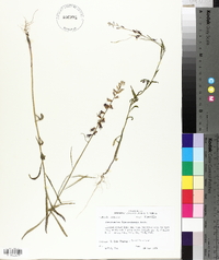 Streptanthus hyacinthoides image