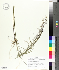 Streptanthus hyacinthoides image