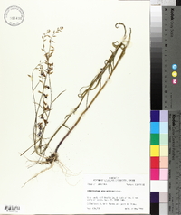 Streptanthus hyacinthoides image