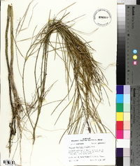 Streptanthus hyacinthoides image