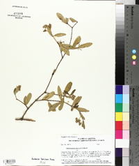 Simmondsia chinensis image