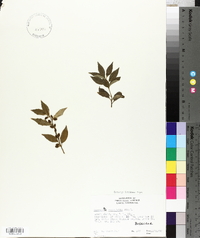 Sarcococca ruscifolia image