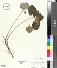 Pachysandra procumbens image