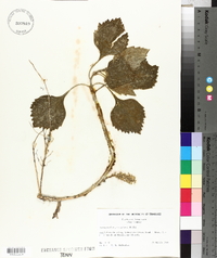 Pachysandra procumbens image