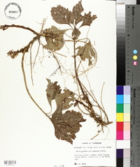 Pachysandra procumbens image