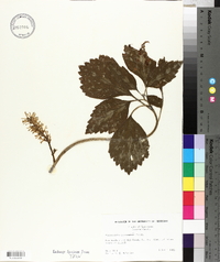 Pachysandra procumbens image