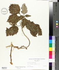 Pachysandra procumbens image