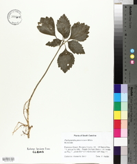 Pachysandra procumbens image