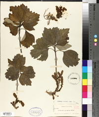 Pachysandra procumbens image