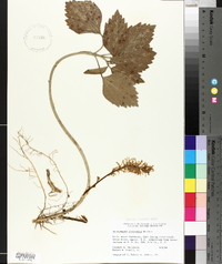 Pachysandra procumbens image