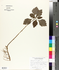 Pachysandra procumbens image