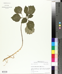 Pachysandra procumbens image