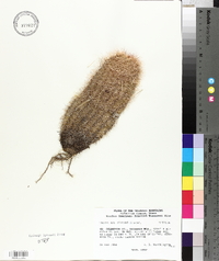 Echinocereus dasyacanthus image