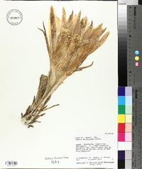 Cereus hildmannianus image