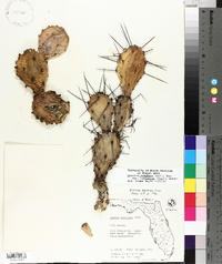 Opuntia humifusa var. ammophila image