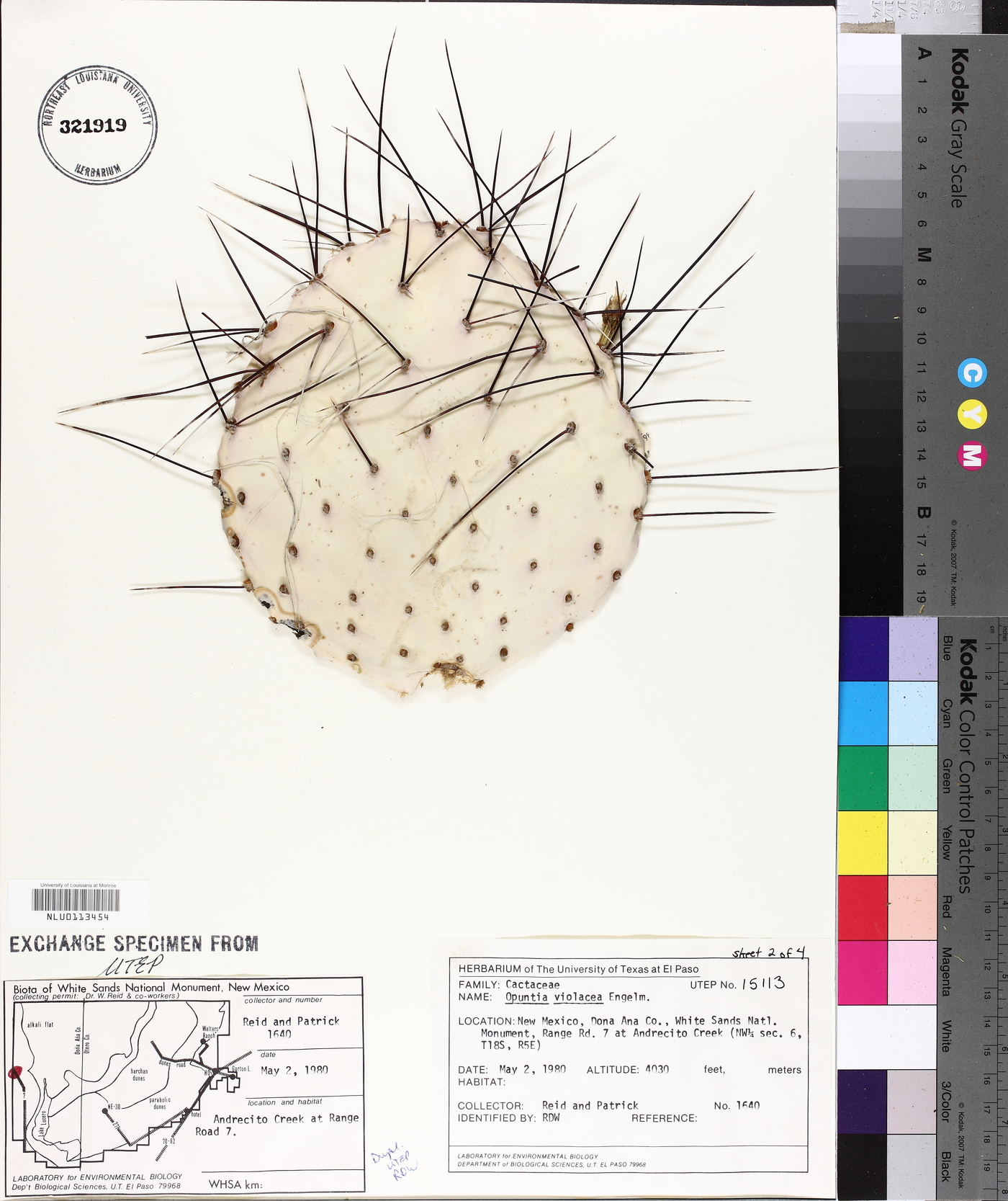 Opuntia macrocentra var. macrocentra image