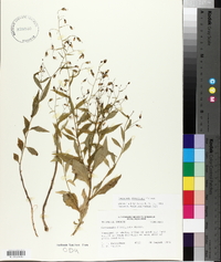 Campanula divaricata image