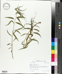 Campanula divaricata image