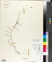 Palustricodon aparinoides image