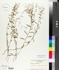 Palustricodon aparinoides image