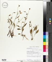 Campanula scouleri image