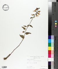 Campanula rapunculoides image