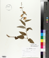 Campanula rapunculoides image