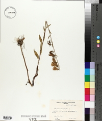 Campanula rapunculoides image