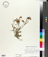 Campanula scheuchzeri image