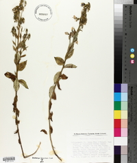 Campanula rhomboidalis image