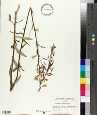 Campanula rapunculus image