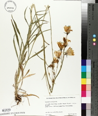 Campanula persicifolia image