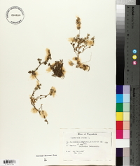 Campanula erinus image