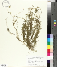 Callitriche heterophylla image