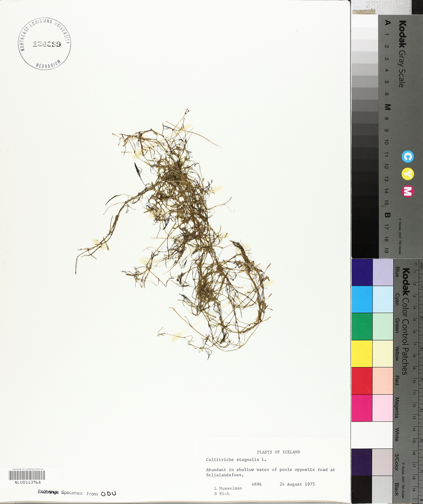 Callitriche stagnalis image