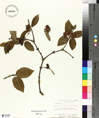 Calycanthus floridus image