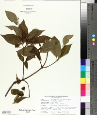 Calycanthus floridus image