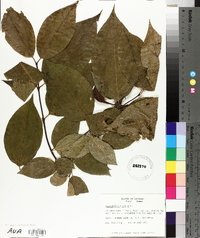 Calycanthus floridus image