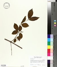 Calycanthus floridus image