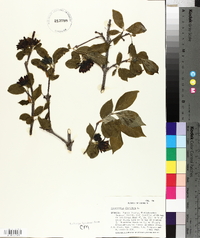 Calycanthus floridus image