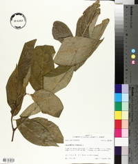 Calycanthus floridus image