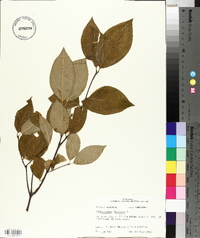 Calycanthus floridus image