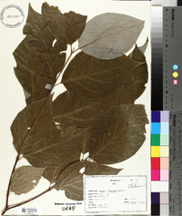 Calycanthus floridus image