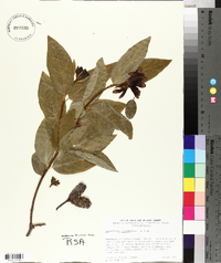 Calycanthus occidentalis image