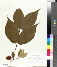 Calycanthus floridus var. laevigatus image